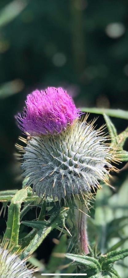 Number Twenty Six - 2 Miles From Elie Beach - 15Mins To St Andrews Colinsburgh Экстерьер фото